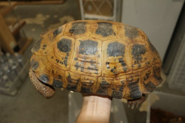 画像2: セレベスリクガメ　A♀ (2)