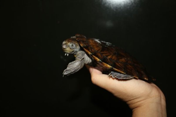 画像3: ノコヘリカブトガメ　B個体　 (3)