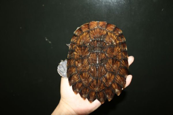 画像4: ノコヘリカブトガメ　B個体　 (4)