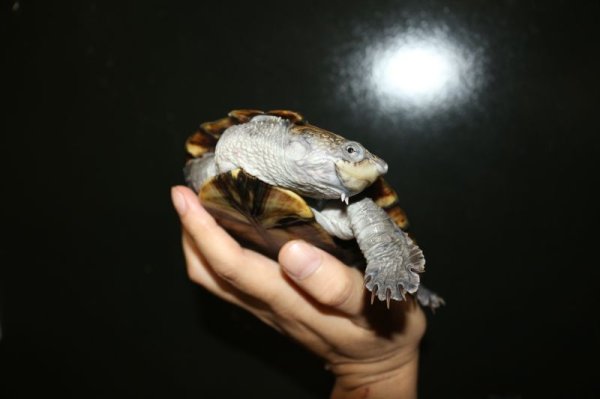 画像2: ノコヘリカブトガメ　B個体　 (2)