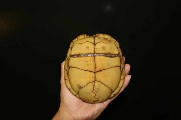 画像4: ミツユビハコガメ　メス完売しました (4)