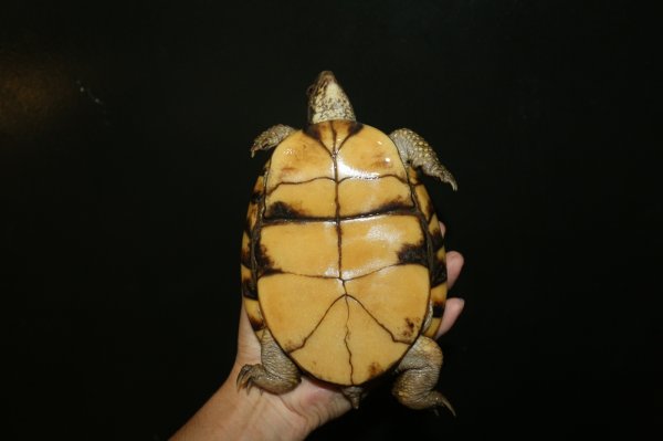 画像4: ガルフコーストハコガメ　メス完売しました (4)