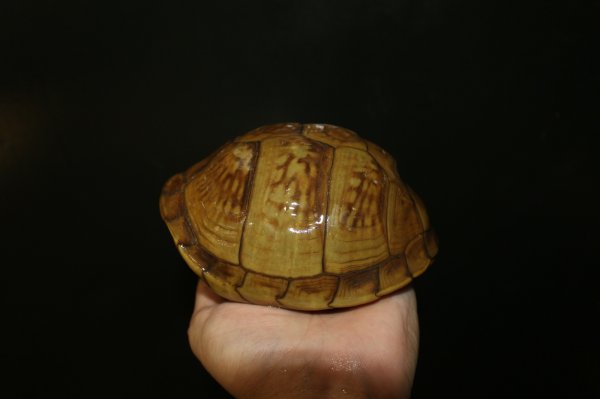 画像2: ミツユビハコガメ　メス完売しました (2)