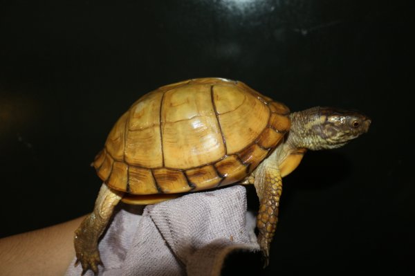 画像3: イエローガルフ　メス完売しました (3)