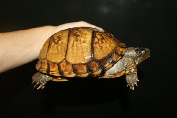 画像3: ガルフコーストハコガメ　メス完売しました (3)