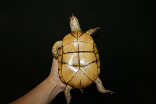 画像4: イエローガルフ　メス完売しました (4)