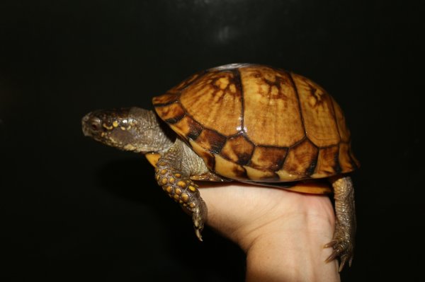 画像2: ガルフコーストハコガメ　メス完売しました (2)
