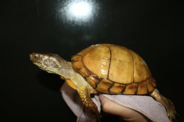 画像2: イエローガルフ　メス完売しました (2)