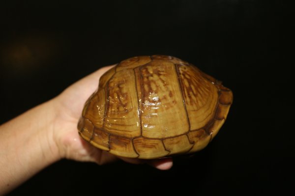 画像3: ミツユビハコガメ　メス完売しました (3)