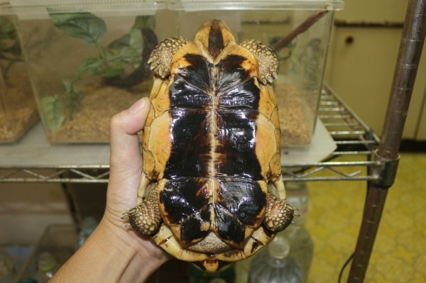 画像2: ソリガメ　A個体 (2)