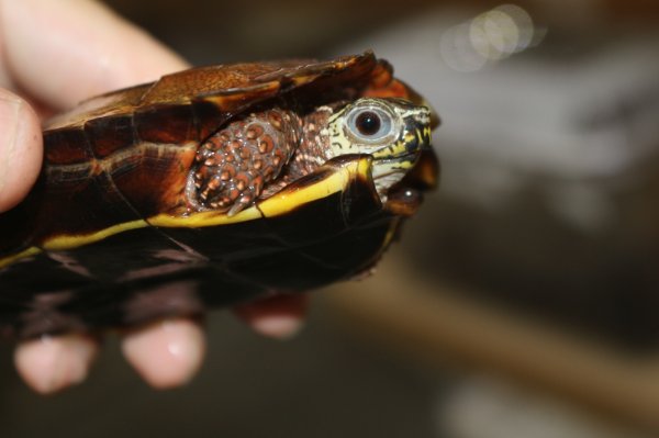 画像3: ハイナンスペングラーヤマガメ　ペア(ペア価格) (3)
