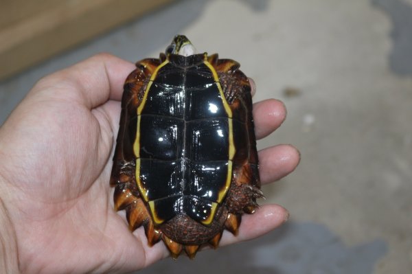 画像2: ハイナンスペングラーヤマガメ　ペア(ペア価格) (2)