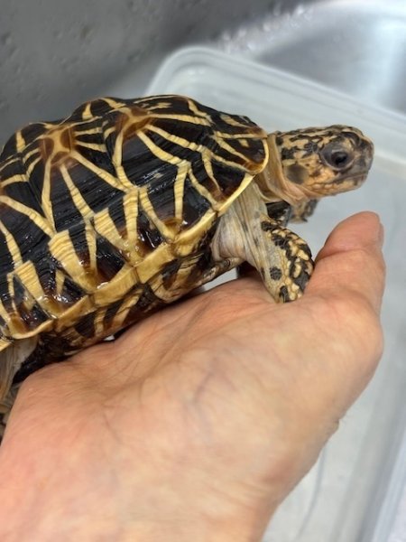 画像4: インドホシガメ♂完売しました (4)