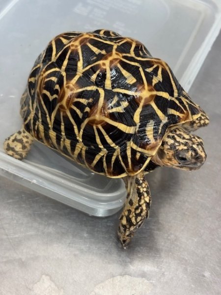 画像2: インドホシガメ♂完売しました (2)