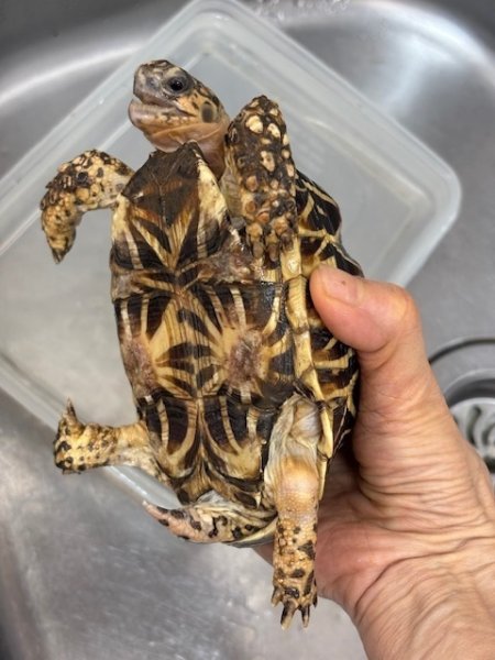 画像3: インドホシガメ♂完売しました (3)