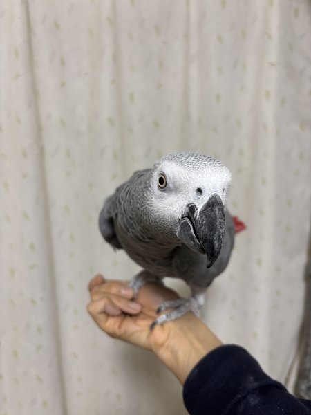 画像5: ヨウムPH14BGCA741男の子（お迎え頂きました) (5)