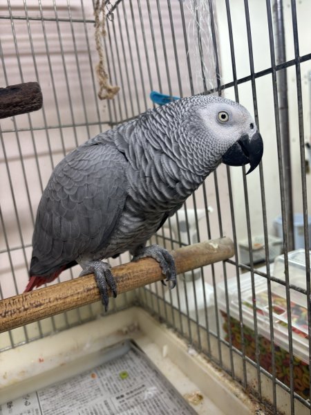 画像2: ヨウムPH14BGCA741男の子（お迎え頂きました) (2)