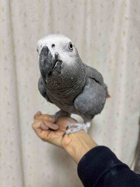 画像4: ヨウムPH14BGCA741男の子（お迎え頂きました) (4)