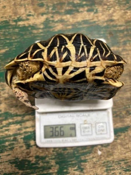 画像7: インドホシガメ♂ (7)