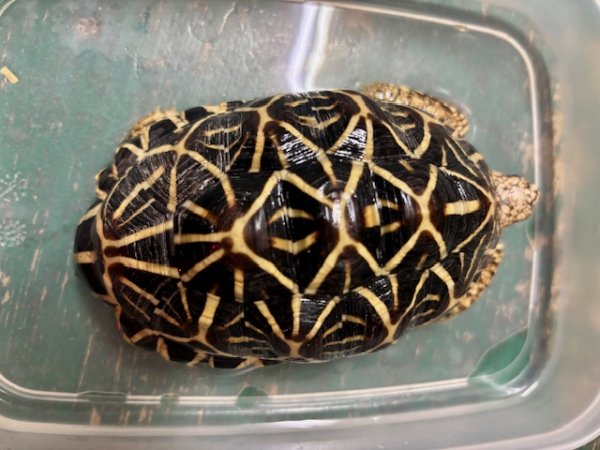 画像1: インドホシガメ♂ (1)