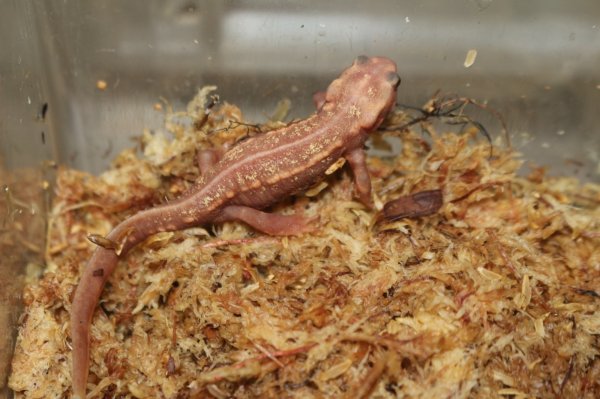 画像4: オキナワシリケンイモリ　アルビノ　B個体 (4)