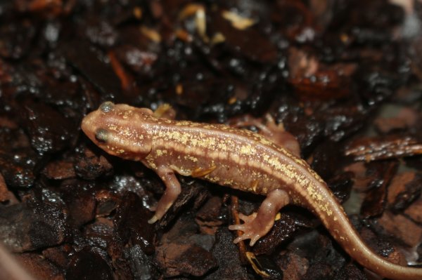 画像3: オキナワシリケンイモリ　アルビノ　A個体　(金粉多) (3)