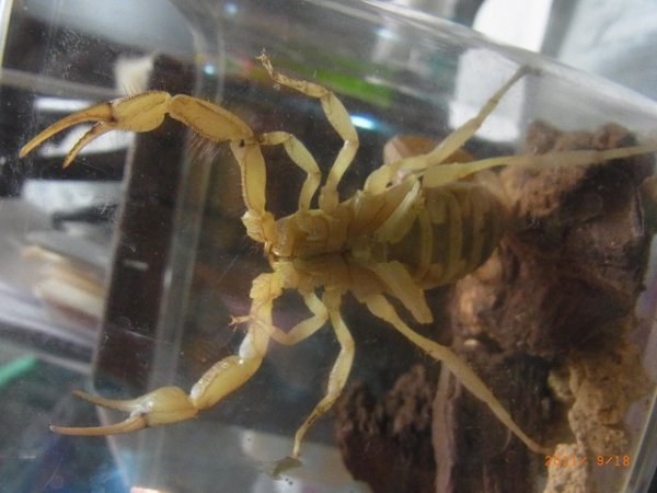 画像3: デザートヘアリースコーピオン (3)