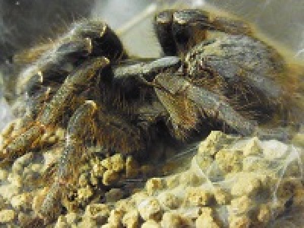 画像3: サウスアフリカンホーンド (3)