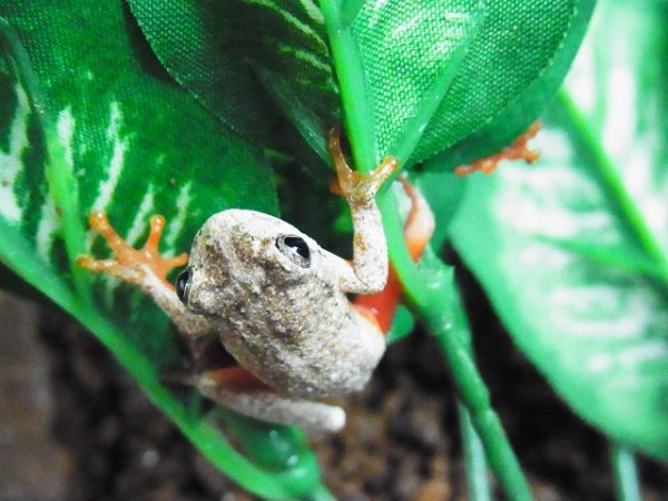 画像2: マダラクサガエル2個体　Ｎ様ご売約済み (2)