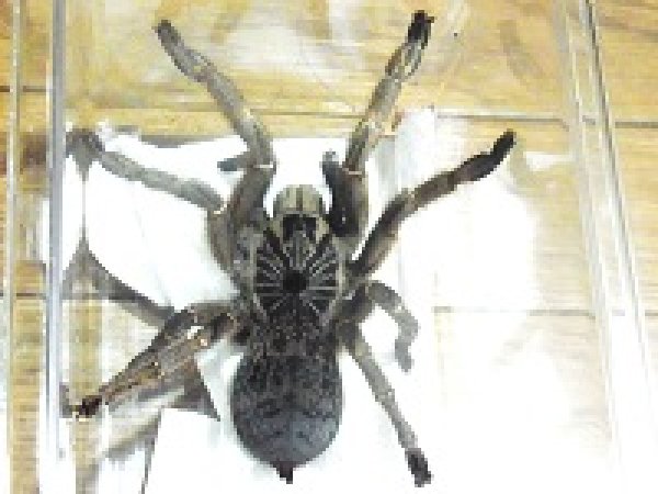 画像2: ストレートホーンドタランチュラ (2)