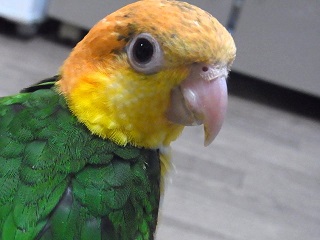 5月14日生まれのシロハラインコ