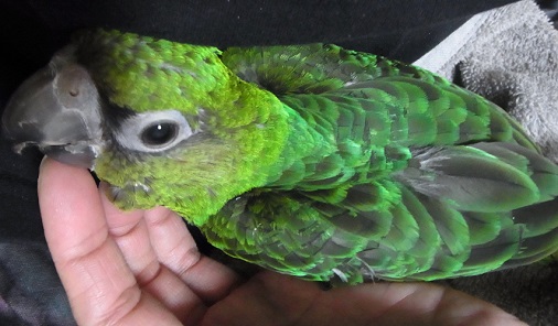 ズアカハネナガインコの女の子