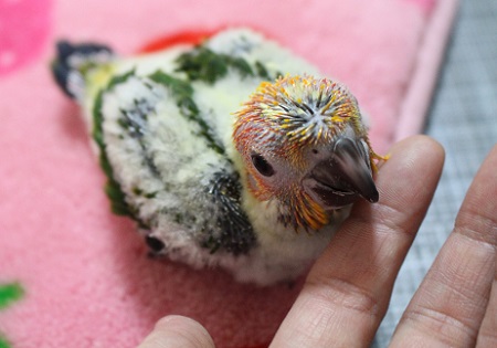 コガネメキシコインコの雛ひなちゃん