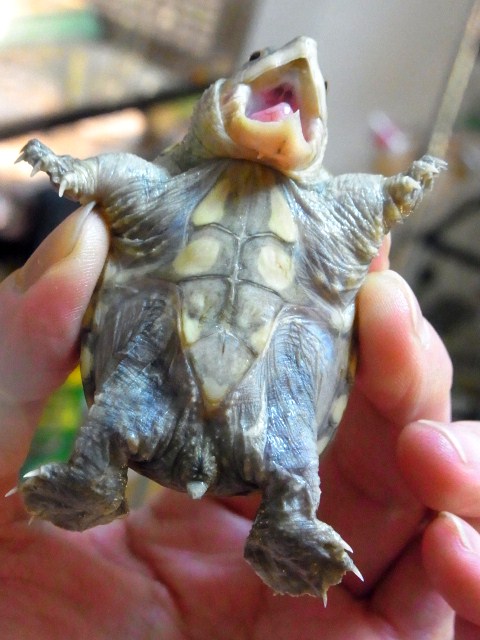 ハラガケガメｅｕｃｂ Exotic Supply エキゾチックサプライ
