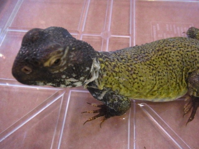 サバクトゲオアガマ♂グリーンイエロー(完売いたしました