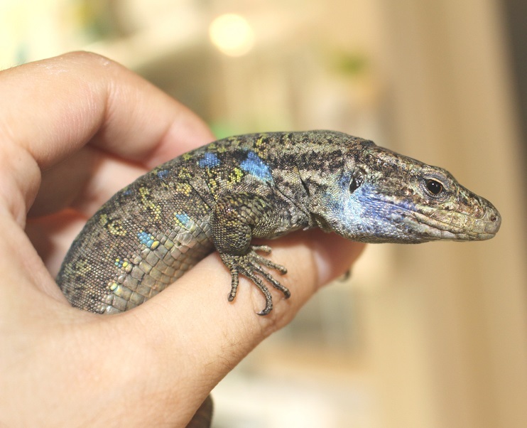 アイセントラウトカナリアカナヘビ ♂♀ ペア 販売 大阪