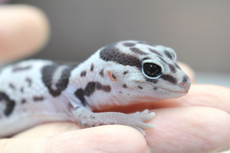 アフリカ トカゲモドキ ニシ