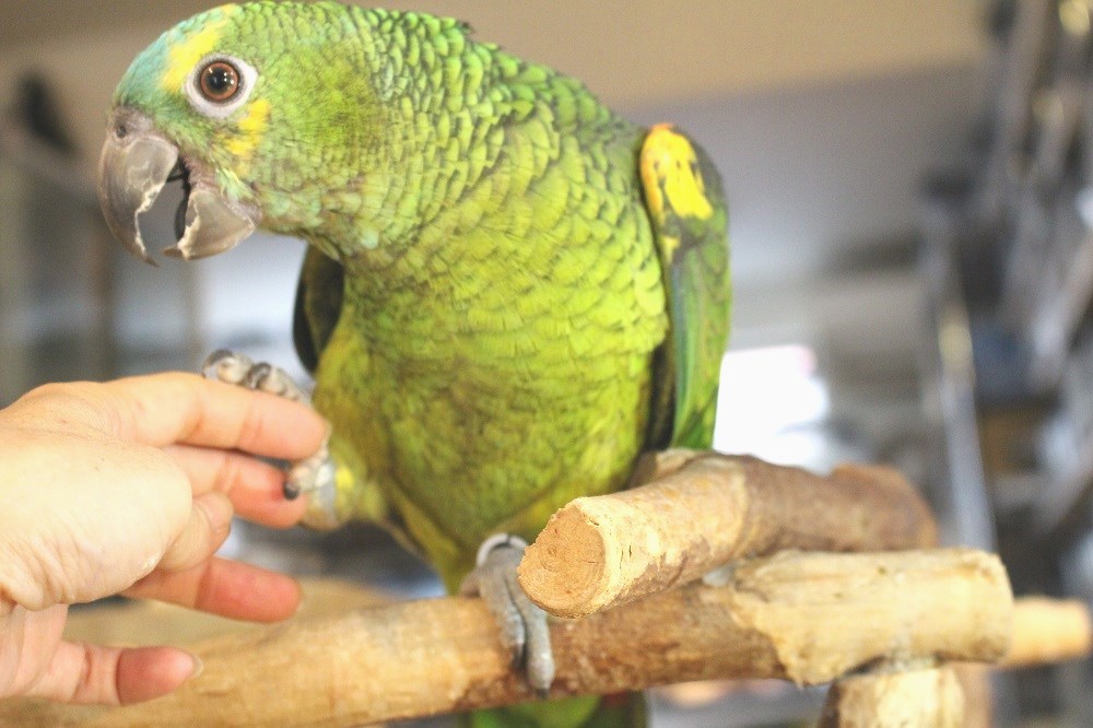 アオボウシインコ エキゾチックサプライ 大阪