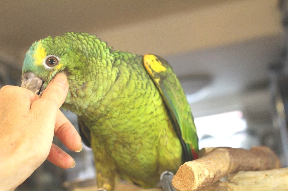 アオボウシインコ エキゾチックサプライ 大阪