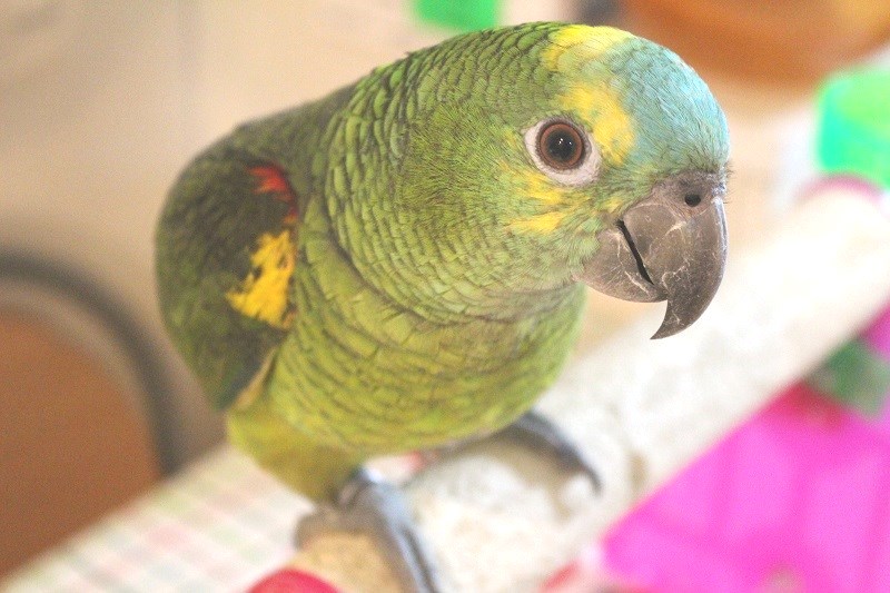 アオボウシインコ エキゾチックサプライ 大阪