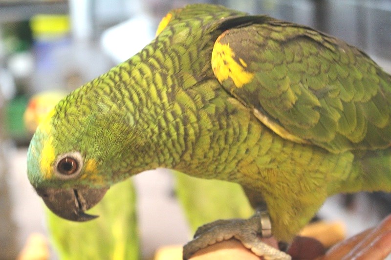 アオボウシインコ エキゾチックサプライ 大阪