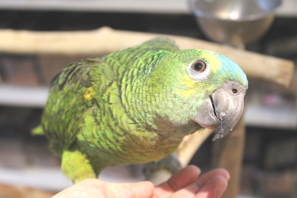 アオボウシインコ エキゾチックサプライ 大阪