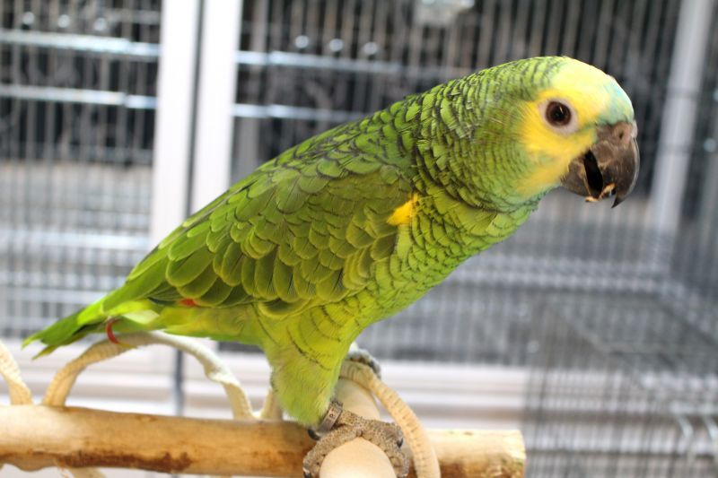 アオボウシインコ エキゾチックサプライ 大阪